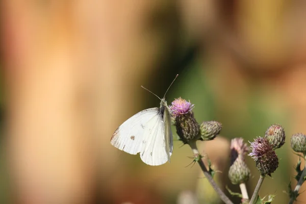 Pieris Rapae, Pieride De La rave — Stockfoto