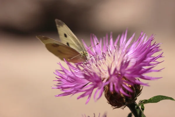 Pieris rapae, pieride de la rave — Stock Photo, Image