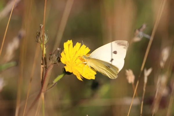 Pieris rapae, pieride de la rave — Fotografia de Stock