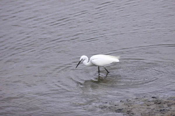 Lille Egret, Aigrette Garzette – stockfoto