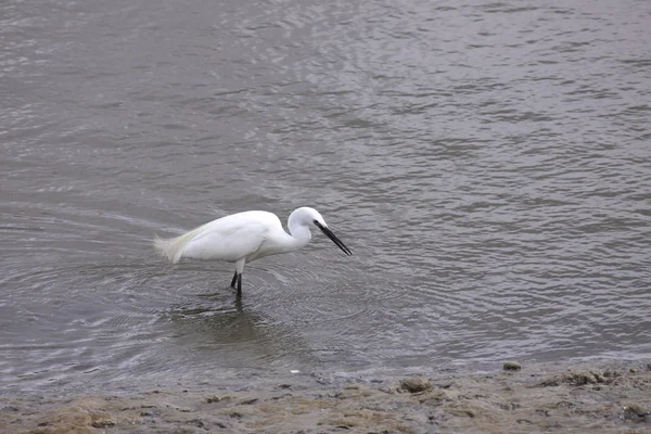 Lille Egret, Aigrette Garzette – stockfoto