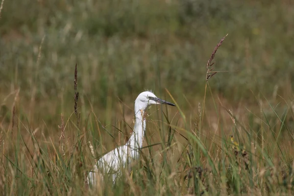 Czapla nadobna, aigrette garzette — Zdjęcie stockowe