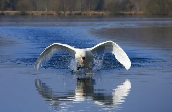 Zwaan aanval — Stockfoto