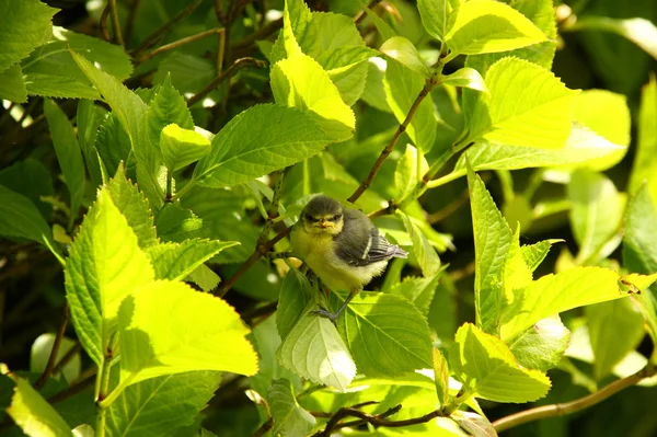 Baby blue tit, chick — Stockfoto