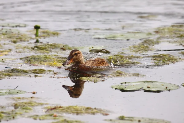 Joven mallard hembra, caña de pato —  Fotos de Stock