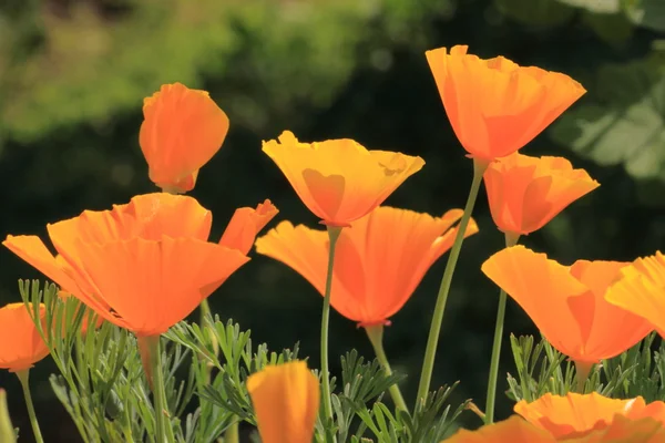 Eschscholtzia of California, california poppy — Stock Photo, Image