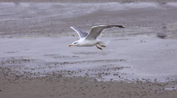 Mouette, mouette — Photo