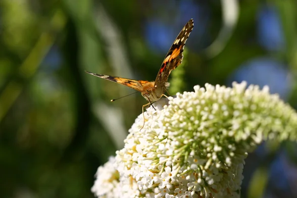 Butterfly cynthia cardui, la belle dame — Stock Photo, Image