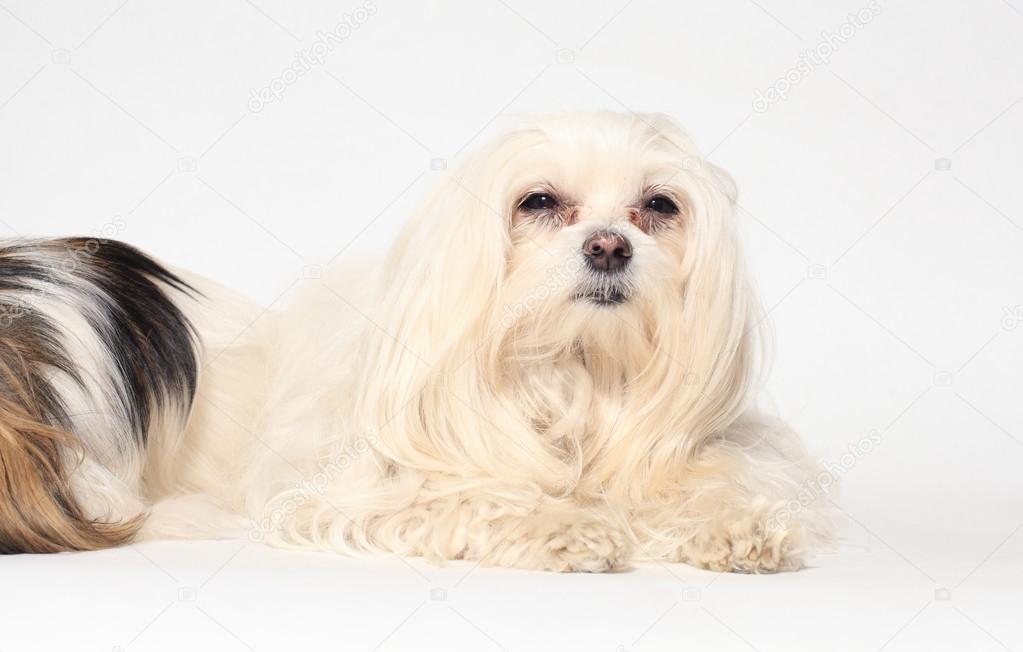 female Maltese dog on a white background