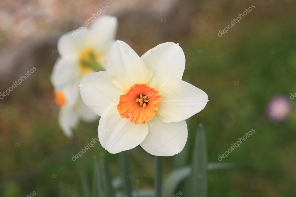Daffodil Narcissus Jonquille Narcisse Stock Photo By C Chretien 73