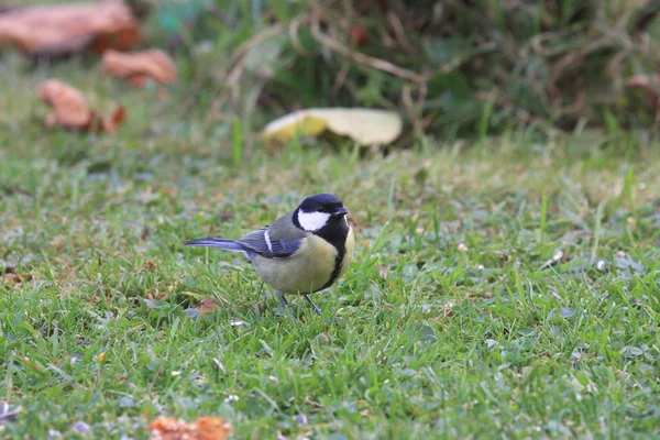 Black Tit — Stock Photo, Image