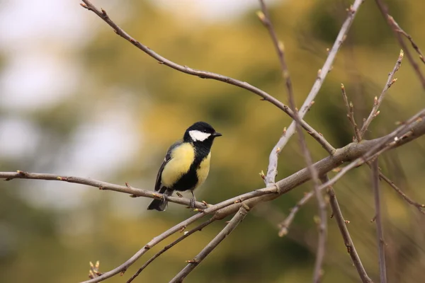 Black Tit — Stock Photo, Image