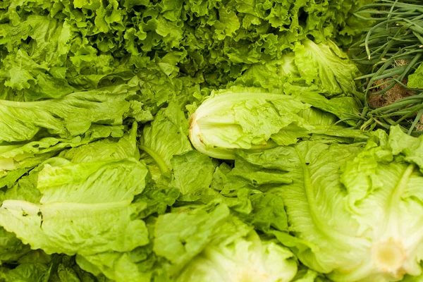 Saladas frescas no mercado — Fotografia de Stock