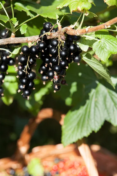 Bund schwarze Johannisbeere auf dem Zweig — Stockfoto