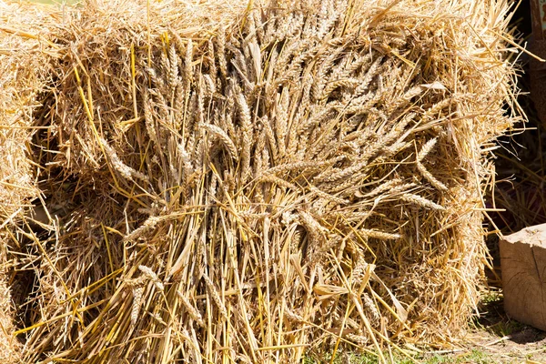 Kärve av vete som skördats av gammal tradition — Stockfoto