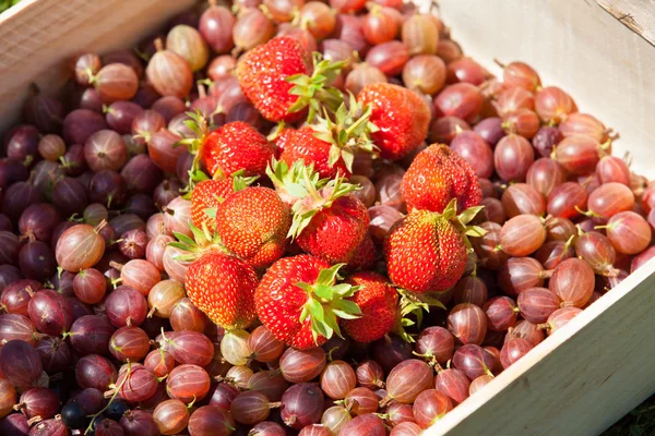 Grosellas y fresas en una canasta — Foto de Stock