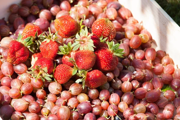 Grosellas y fresas en una canasta —  Fotos de Stock