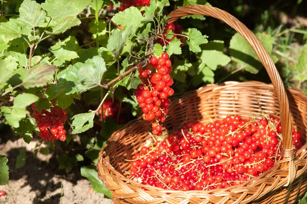 Basket of red currants in the garden — Stock Photo, Image