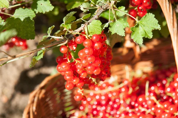 Canasta de grosellas rojas en el jardín —  Fotos de Stock