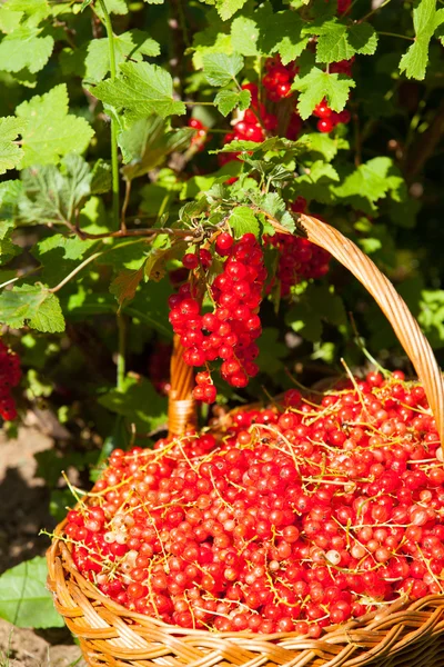 Basket of red currants in the garden — Stock Photo, Image