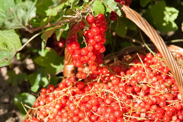 Корзина красной смородины в саду — стоковое фото