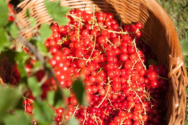 Basket of red currants in the garden — Stock Photo, Image