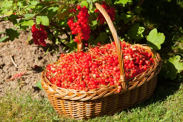 Canasta de grosellas rojas en el jardín —  Fotos de Stock