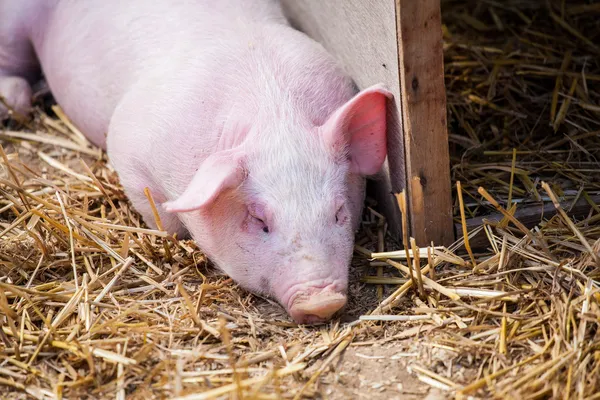 Little  pig — Stock Photo, Image