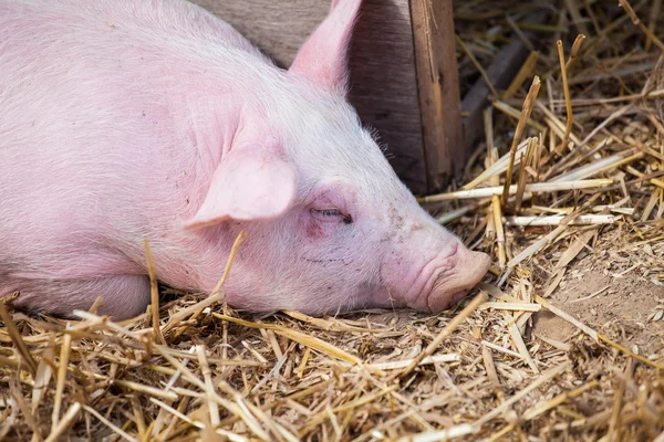 Cerdito. — Foto de Stock