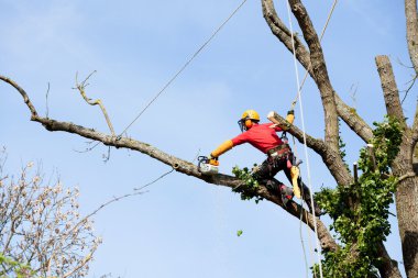 Elektrikli testereyle ağaç kesen bir ağaççı. 