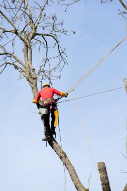 Elektrikli testereyle ağaç kesen bir ağaççı. 