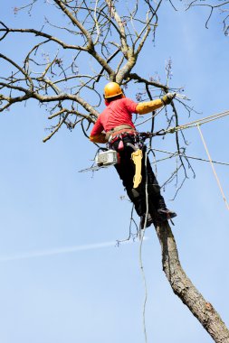 Elektrikli testereyle ağaç kesen bir ağaççı. 