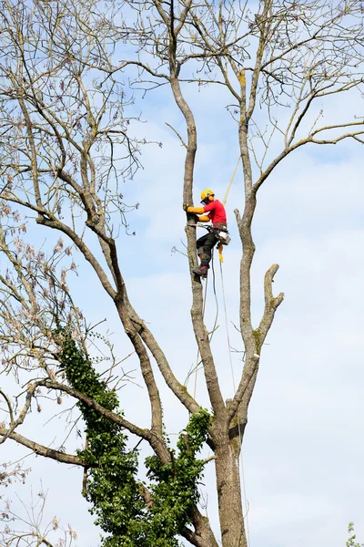 Um arborista cortando uma árvore com uma motosserra — Fotografia de Stock