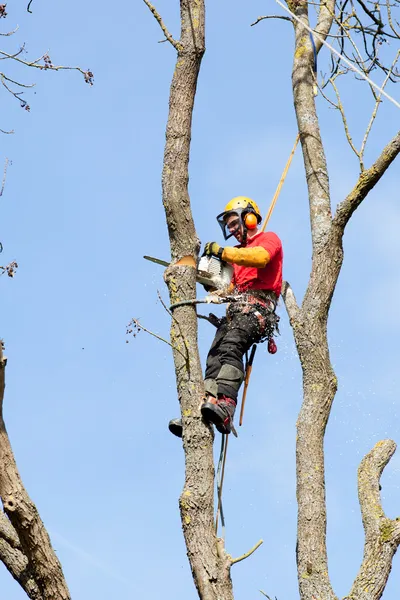 Um arborista cortando uma árvore com uma motosserra — Fotografia de Stock