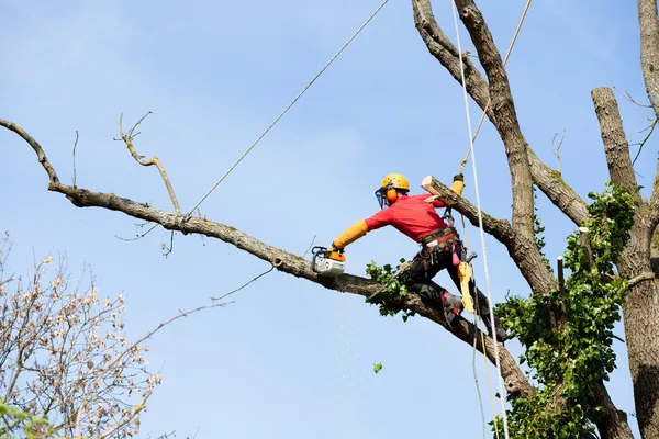 Elektrikli testereyle ağaç kesen bir ağaççı. — Stok fotoğraf