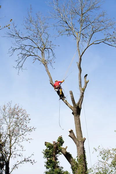 Arborista kácí strom motorovou pilou — Stock fotografie