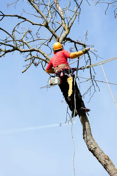 Ένας δενδροκόμος κόβει ένα δέντρο με αλυσοπρίονο — Φωτογραφία Αρχείου