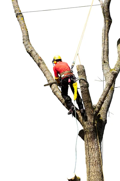 Um arborista cortando uma árvore com uma motosserra — Fotografia de Stock