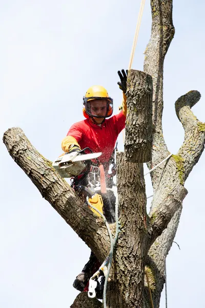 Een boomgaard die een boom zaagt met een kettingzaag — Stockfoto