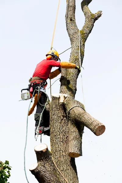 Egy favágó láncfűrésszel vág fát. — Stock Fotó