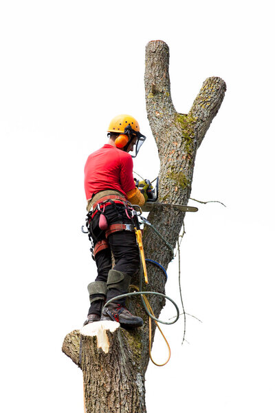 An arborist cutting a tree with a chainsaw 
