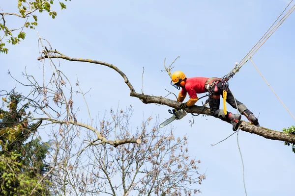 Um arborista cortando uma árvore com uma motosserra Fotos De Bancos De Imagens