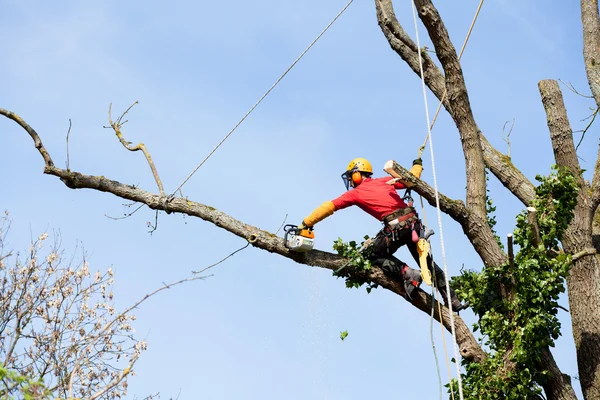 Um arborista cortando uma árvore com uma motosserra Fotos De Bancos De Imagens Sem Royalties