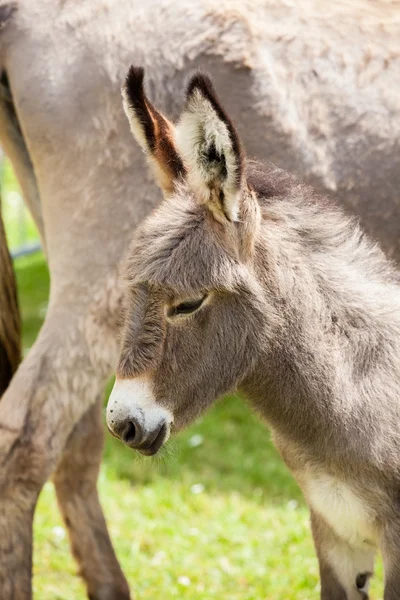 Esel — Stockfoto