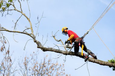 arborist kesme ağaç