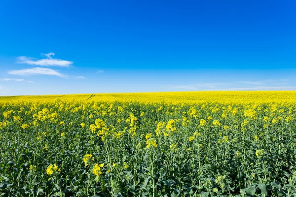 Rape fields — Stock Photo, Image