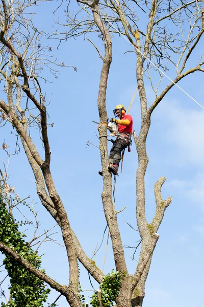 arborist kesme ağaç