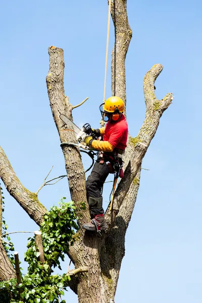 arborist kesme ağaç
