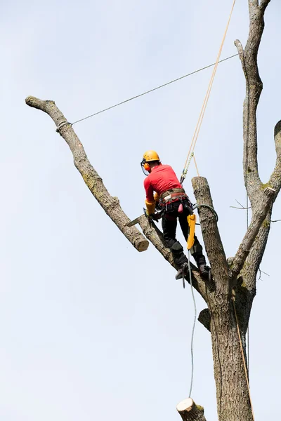 Árvore de corte arborista — Fotografia de Stock