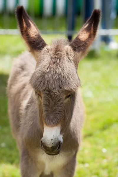 Burro. — Foto de Stock